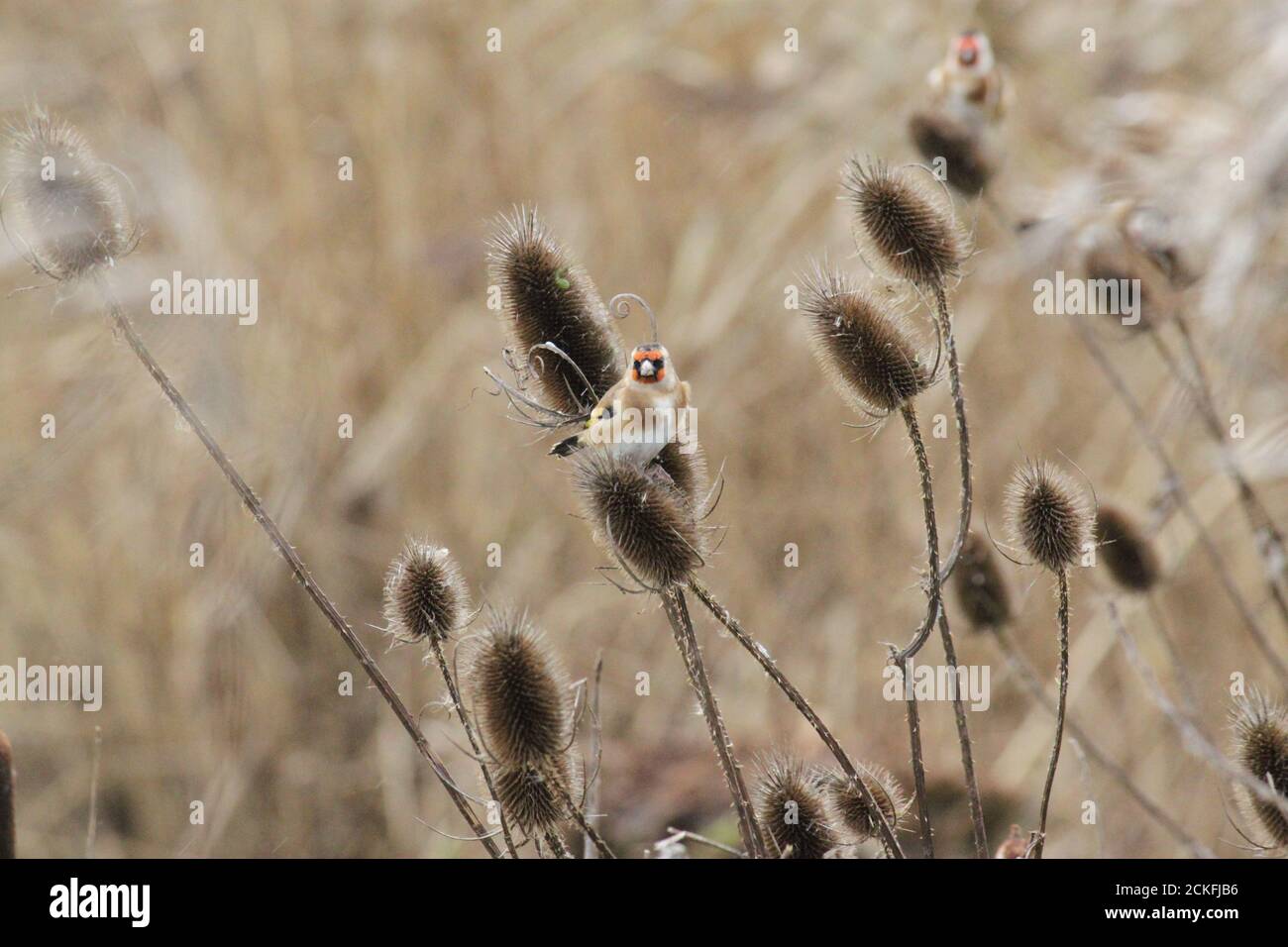 Goldfinken auf Teelöffel. Carduelis carduelis. Dipsacus. Stockfoto