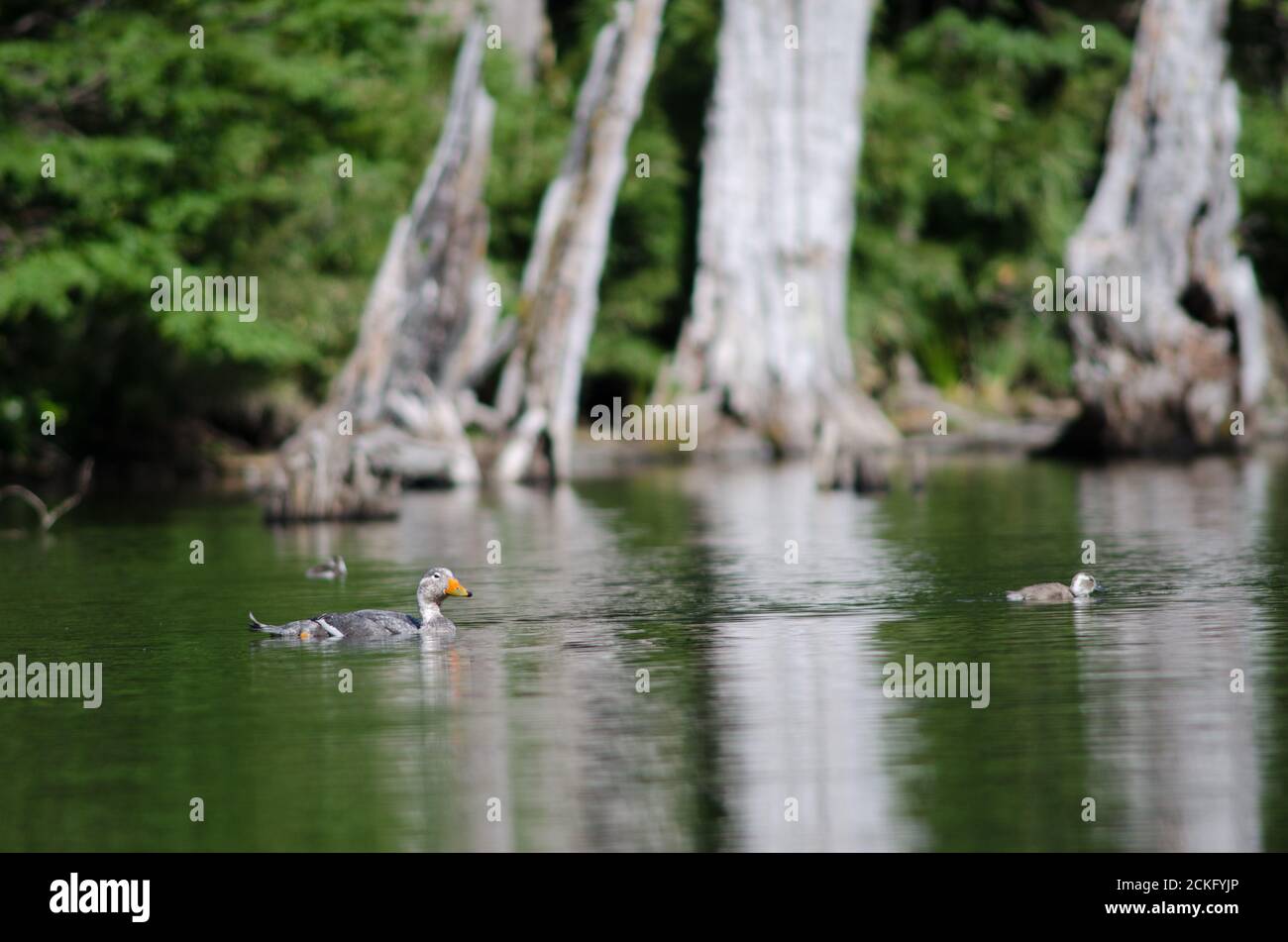 Fliegender Dampfer Enten Tachyeres patachonikus . Männlich und Küken. Captren Lagune. Conguillio-Nationalpark. Region Araucania. Chile. Stockfoto