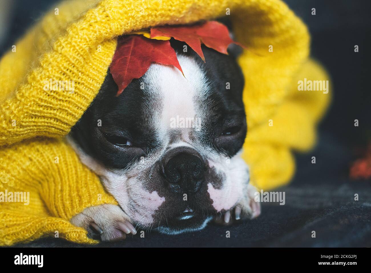 Herbstporträt eines Boston Terrier Hundes in einem warmen gemütlichen gelben Pullover zu Hause gewickelt. Stockfoto