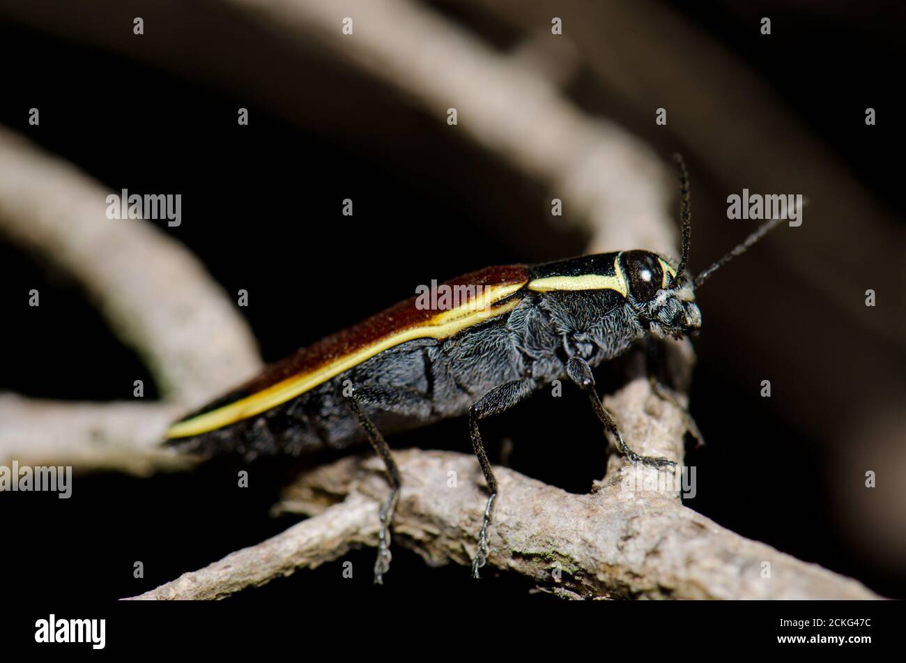 Beetle Epistomentis pictus auf einem Ast. Conguillio-Nationalpark. Region Araucania. Chile. Stockfoto