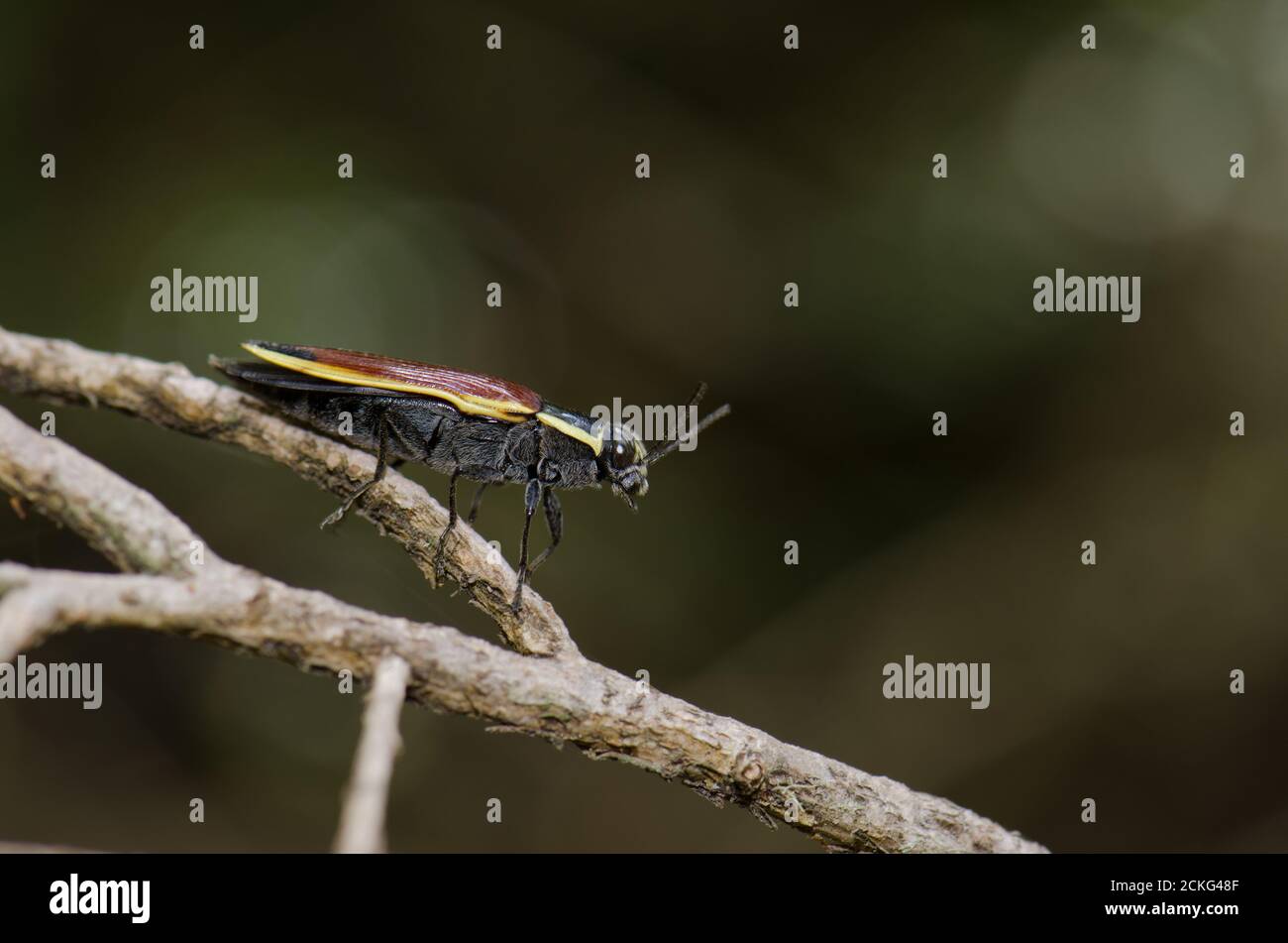 Beetle Epistomentis pictus auf einem Ast. Conguillio-Nationalpark. Region Araucania. Chile. Stockfoto