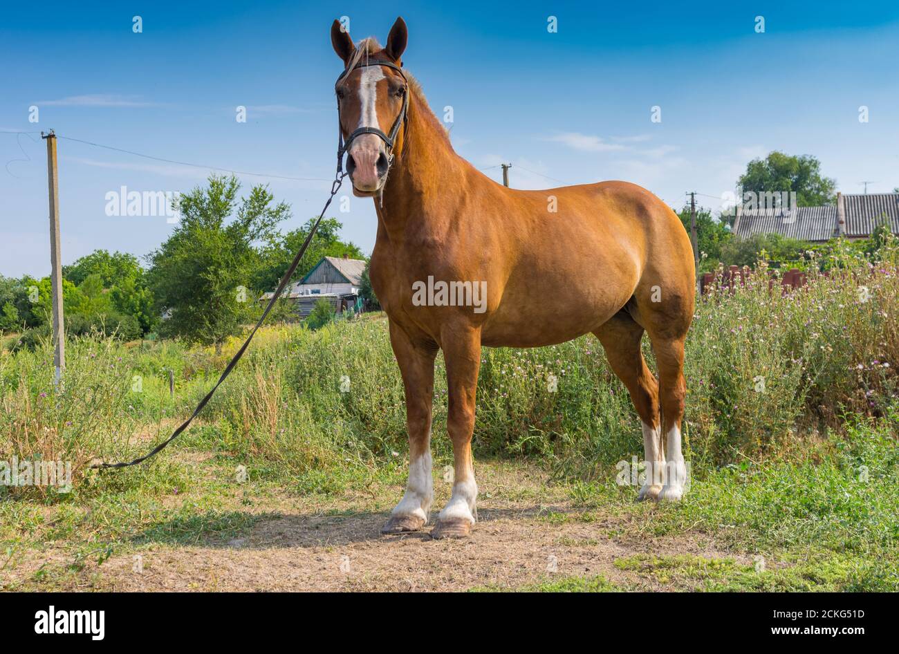 Ganzkörper-Porträt von niedlichen und einsamen Kastanien Pferd stehen Auf einer Sommerweide in der Ukraine Stockfoto