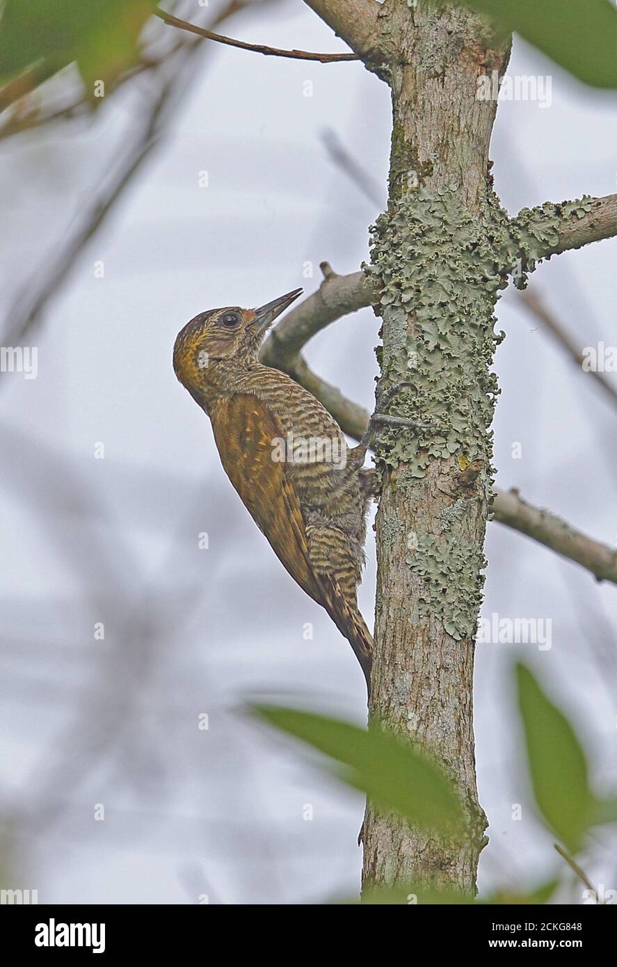 Gelbohrspecht (Veniliornis maculifrons) adultes Weibchen, das sich am Baumstamm anklammert Atlantischer Regenwald, Brasilien Juli Stockfoto