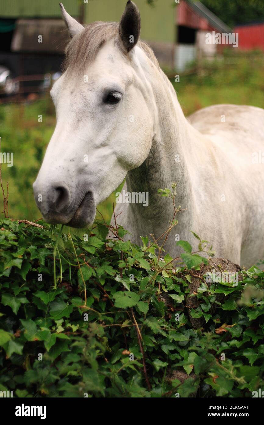 Nahaufnahme Porträt von Connemara Pony in einem grünen Feld stehend, Blick auf Kamera, irische Landschaft aus Galway, West Irland, Wild Atlantic Way Stockfoto