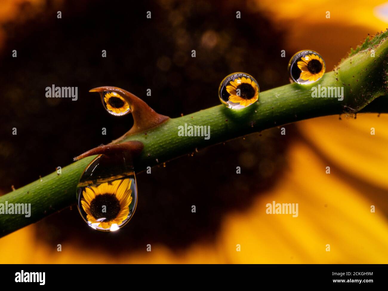 Schöne Wasser-Dorplets Makrofotografie mit Sonnenblume Hintergrund Stockfoto