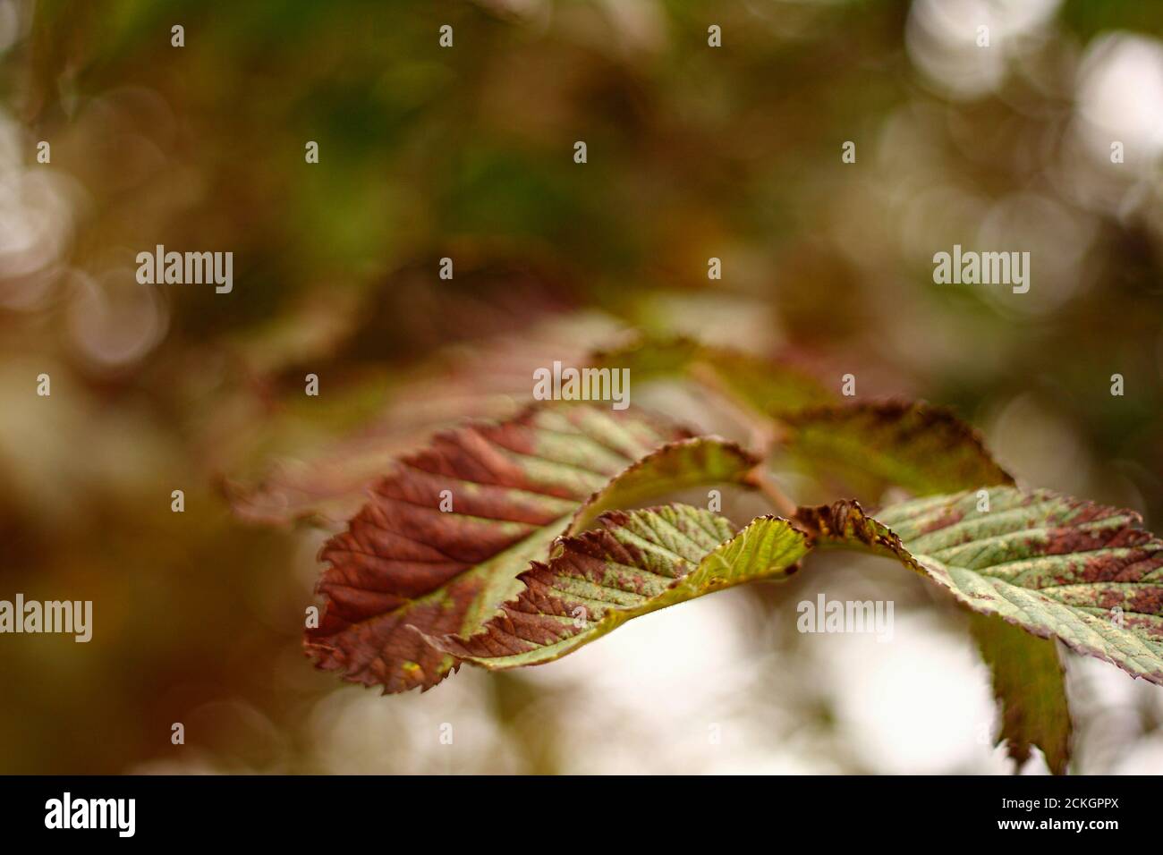 Buche Blätter Nahaufnahme aus dem Wald, Natur Bokeh Hintergrund, Kopierer Raum Stockfoto