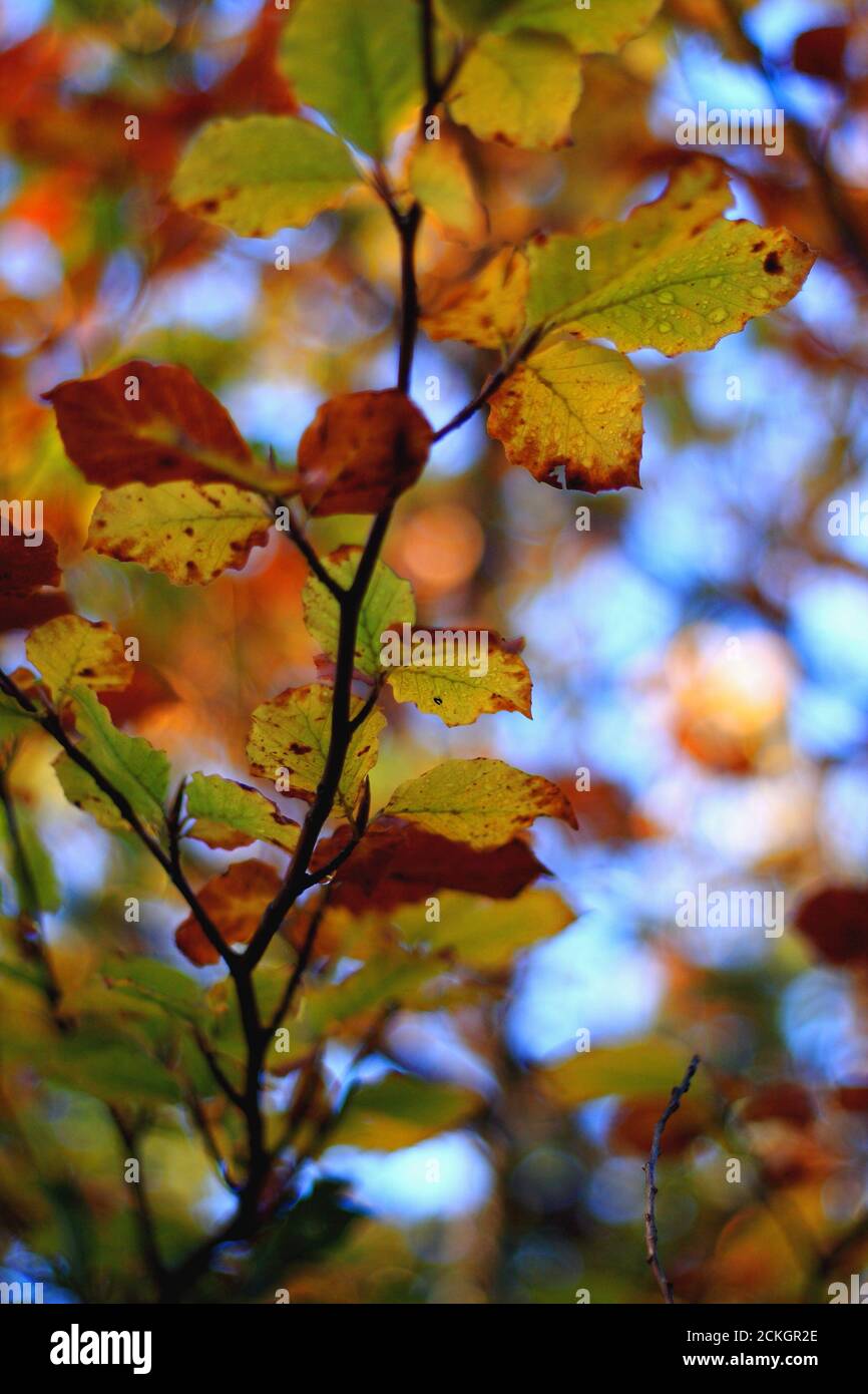 Buche Blätter auf einem langen Zweig im Wald, erstaunlich bunte natürliche Bokeh Hintergrund im Herbst Stockfoto