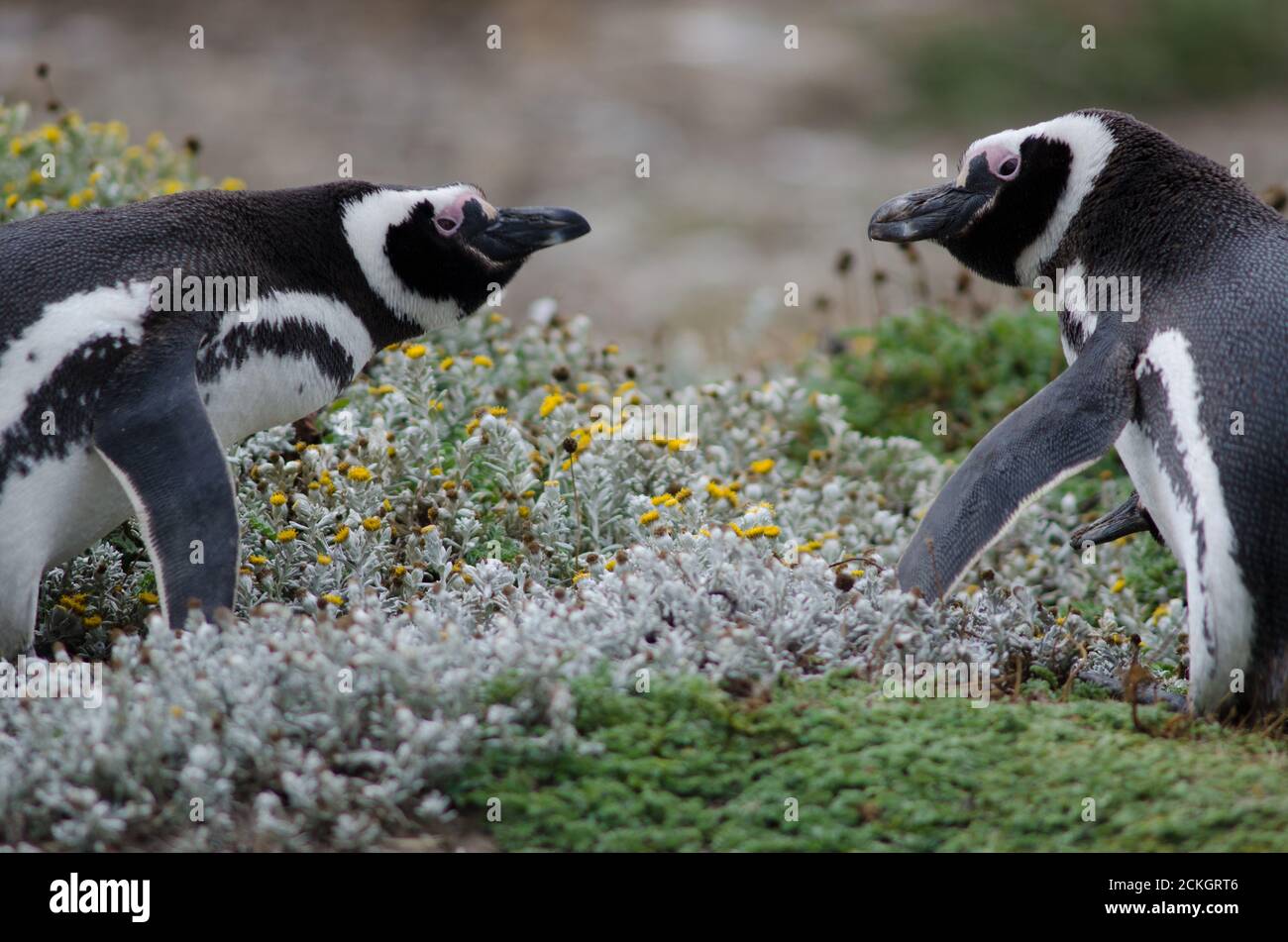 Magellanpinguine Spheniscus magellanicus von Angesicht zu Angesicht. Otway Sound und Penguin Reserve. Magallanes. Magallanes und die chilenische Antarktis. Chile. Stockfoto