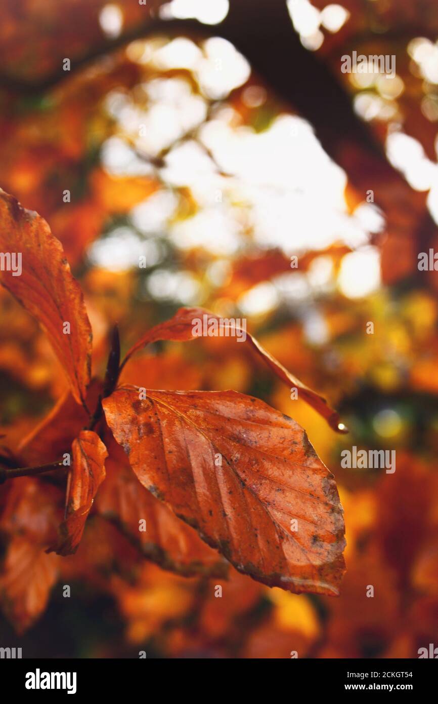 Herbstwaldbild, Buchenblatt Nahaufnahme und Bokeh Hintergrund Stockfoto