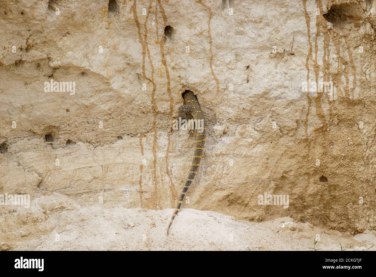 Eidechse Eier Stockfotos und -bilder Kaufen - Alamy