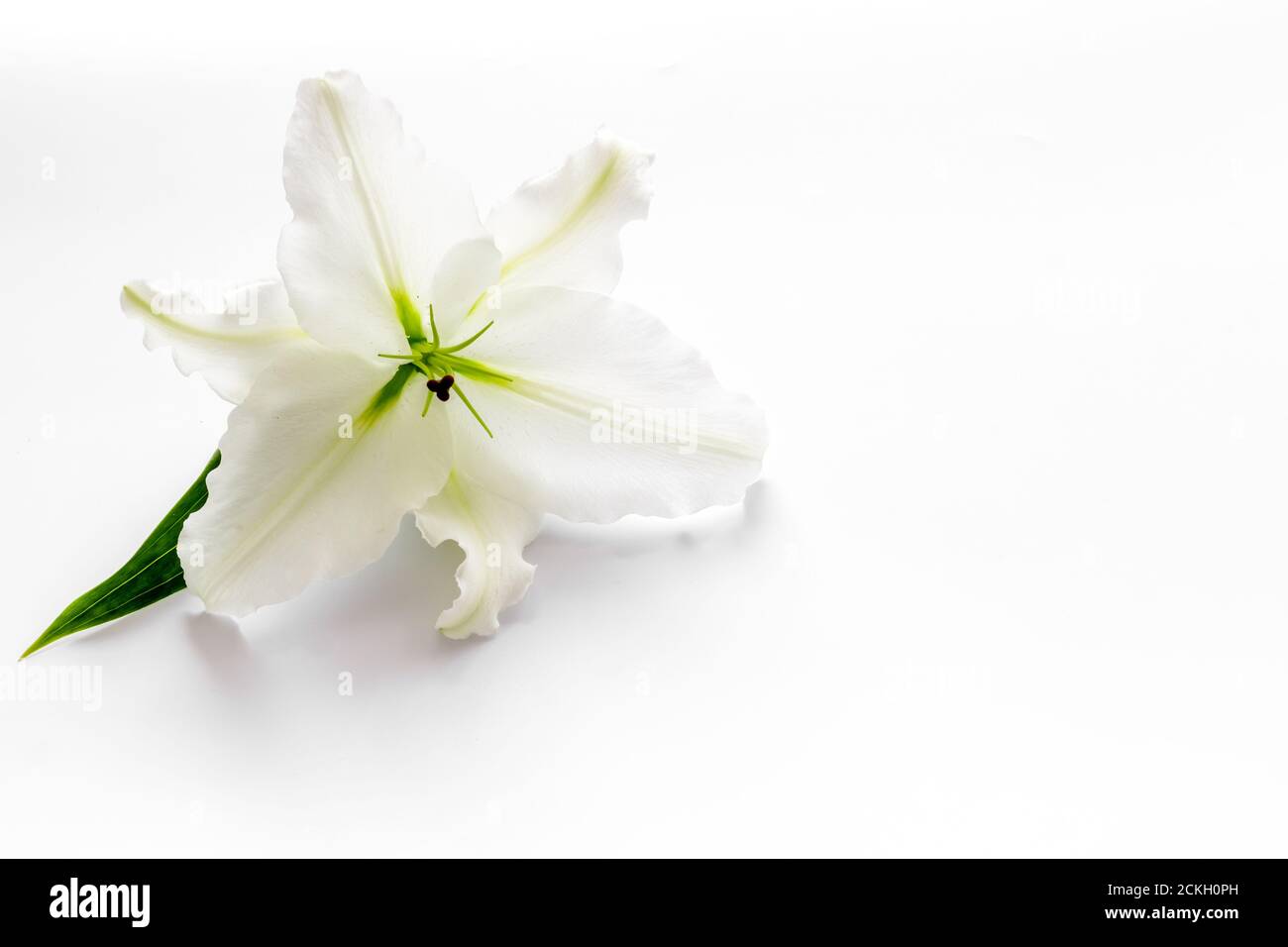 Kondolenzkarte mit weißen Blüten Lilie. Symbol für Beerdigung Stockfoto