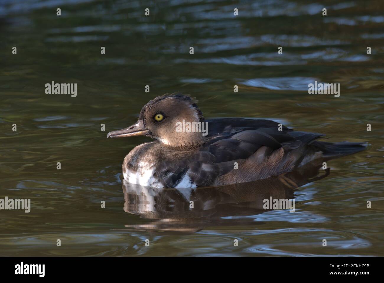 Außerhalb der Saison Gefieder männlichen Kapuzen Merganser. Stockfoto