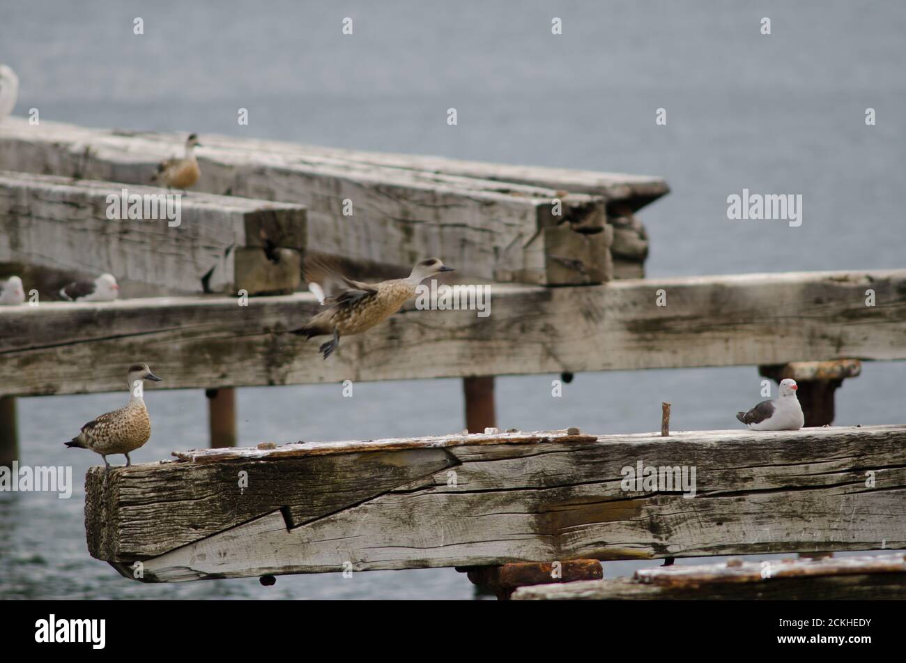 Patagonische Haubenenten Lophonetta specularoides specularoides und Delfinmöwe Leucophaeus scoresbii. Loreto Pier. Punta Arenas. Magellanes. Chile. Stockfoto