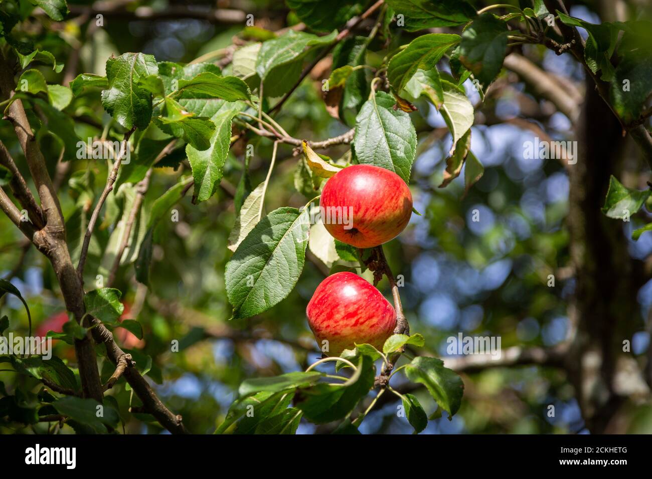 Rote Äpfel wachsen im Sommer auf einem Apfelbaum Stockfoto