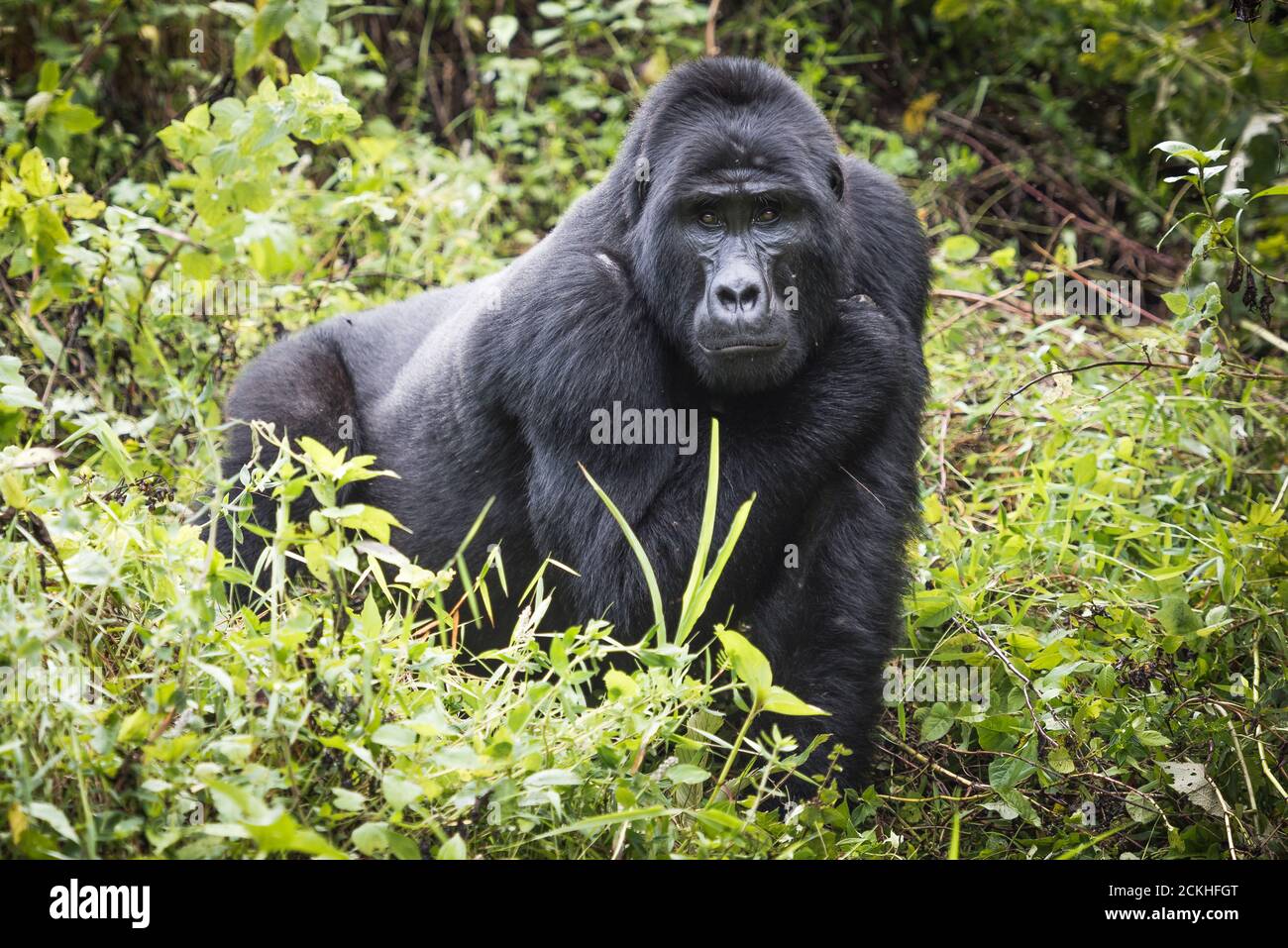 Berggorilla steht in üppiger Vegetation und blickt in Richtung Kamera Im Bwindi Impenetrable National Park in Uganda Stockfoto