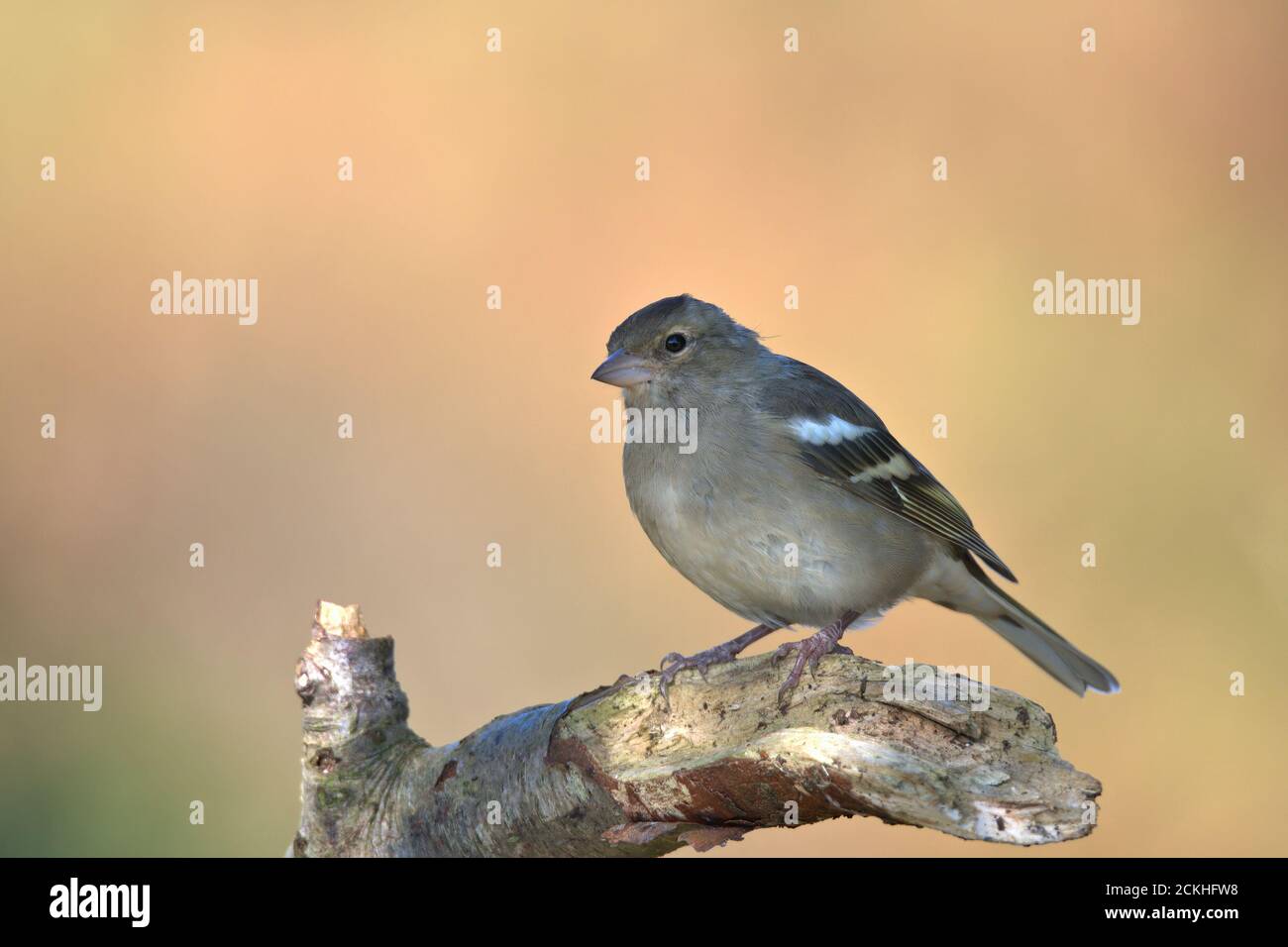 Weibliche gemeinsame Chaffinch auf einem Zweig, mit Sonnenlicht zurück Boden thront. Stockfoto