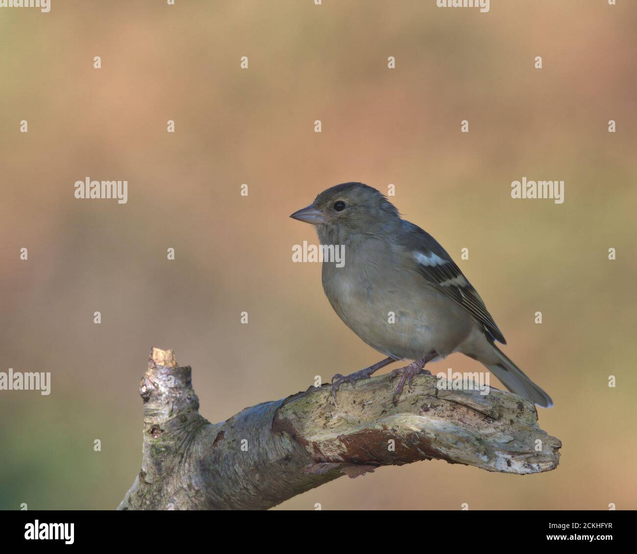 Weibliche gemeinsame Chaffinch auf einem Zweig, mit Sonnenlicht zurück Boden thront. Stockfoto