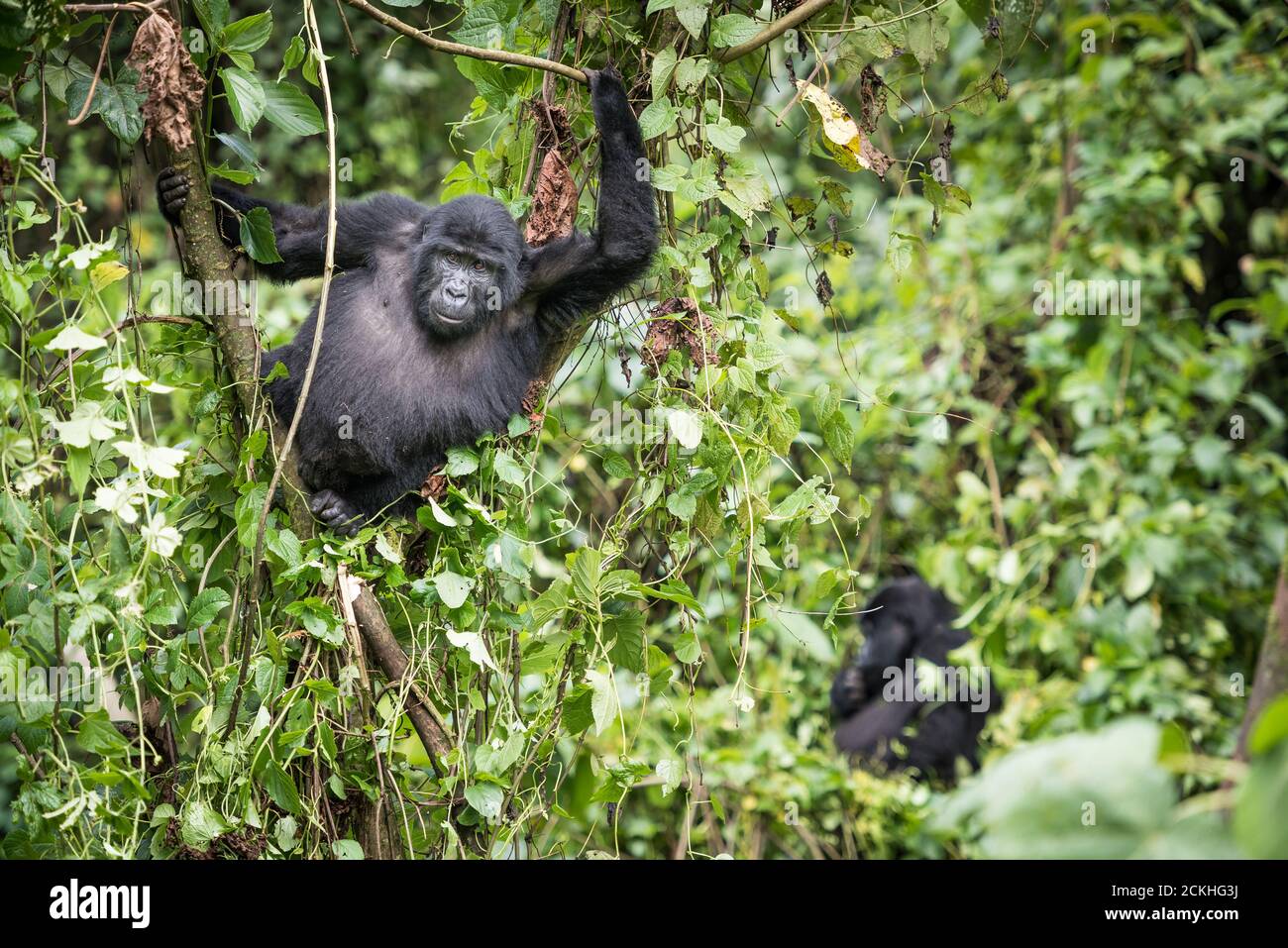 Baby Mountain Gorilla im Wald Vegetation im Bwindi Nationalpark in Uganda ruhen Stockfoto