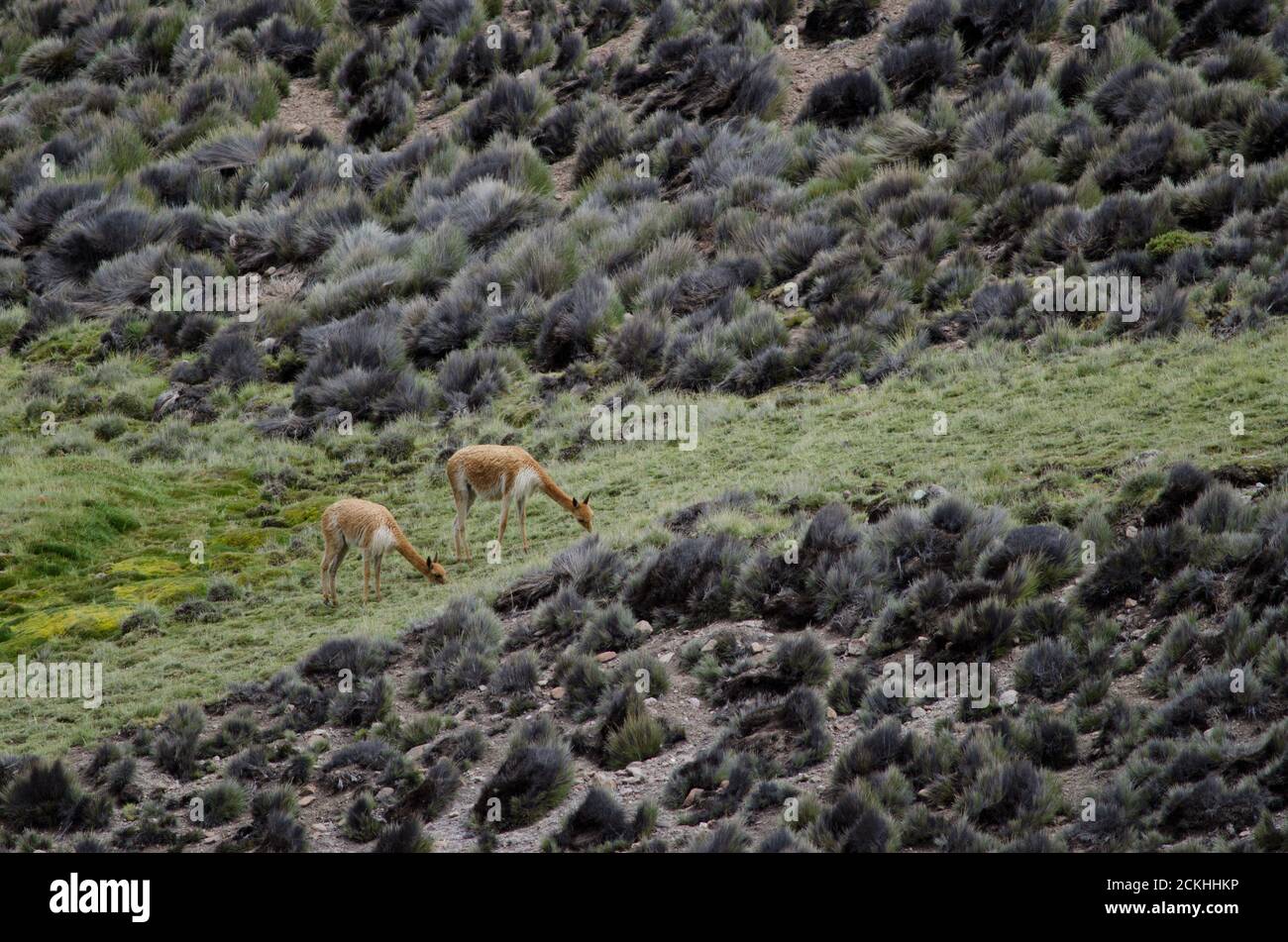 Vicunas Vicugna vicugna auf einer Wiese grasen. Lauca Nationalpark. Arica y Parinacota Region. Chile. Stockfoto