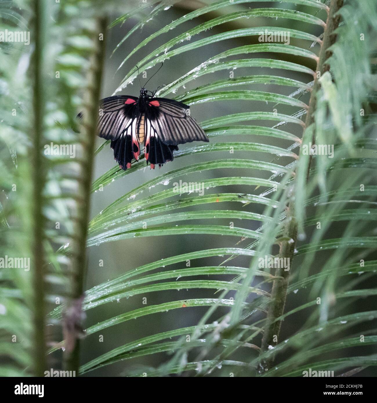 Beschädigte weibliche Großmormon (Papilio memnon) Schmetterling auf einer grünen Vegetation thront Stockfoto