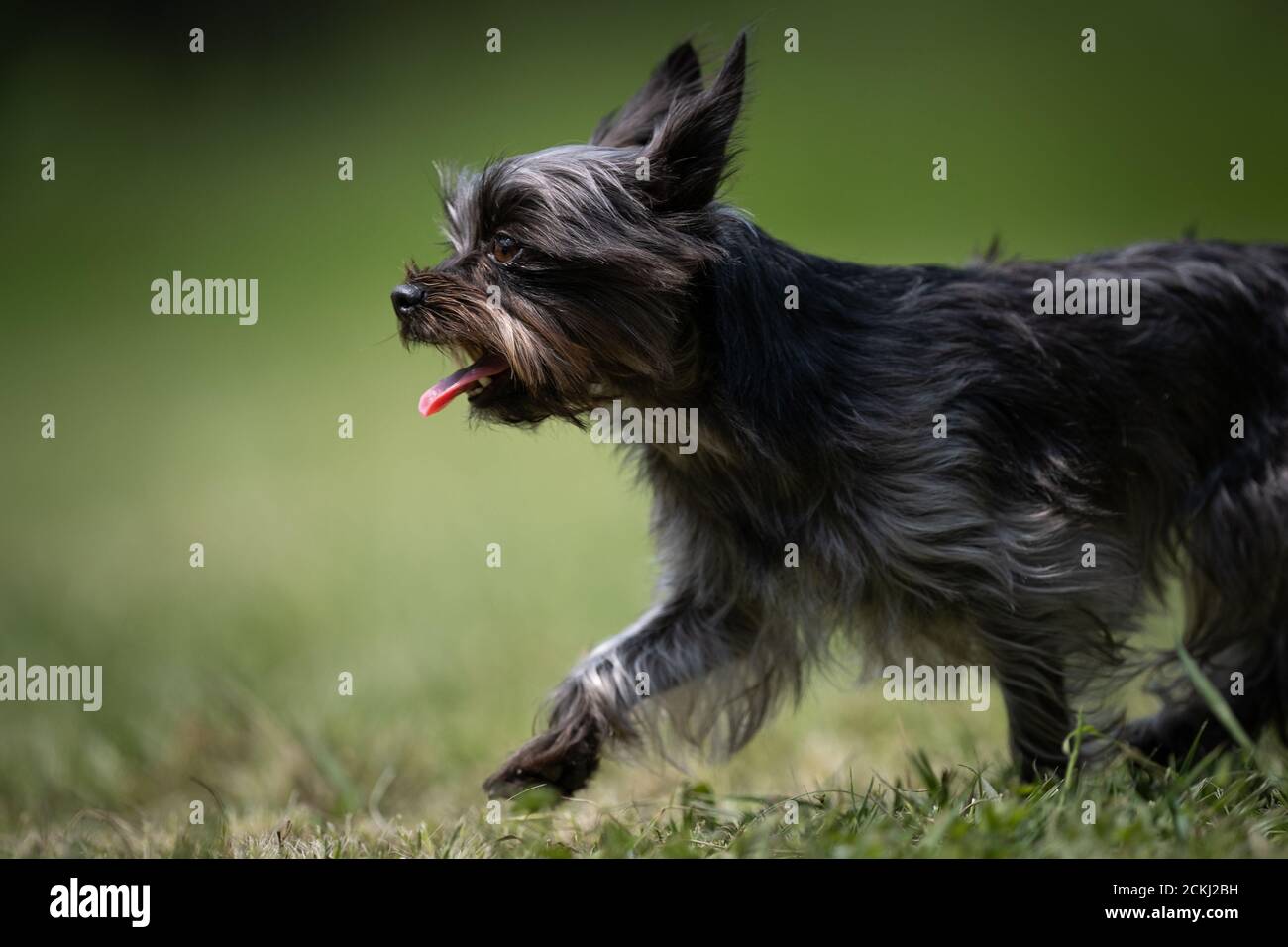 Kleiner mehrfarbiger gekreuzter Rettungshund geht auf einem Rasen Stockfoto