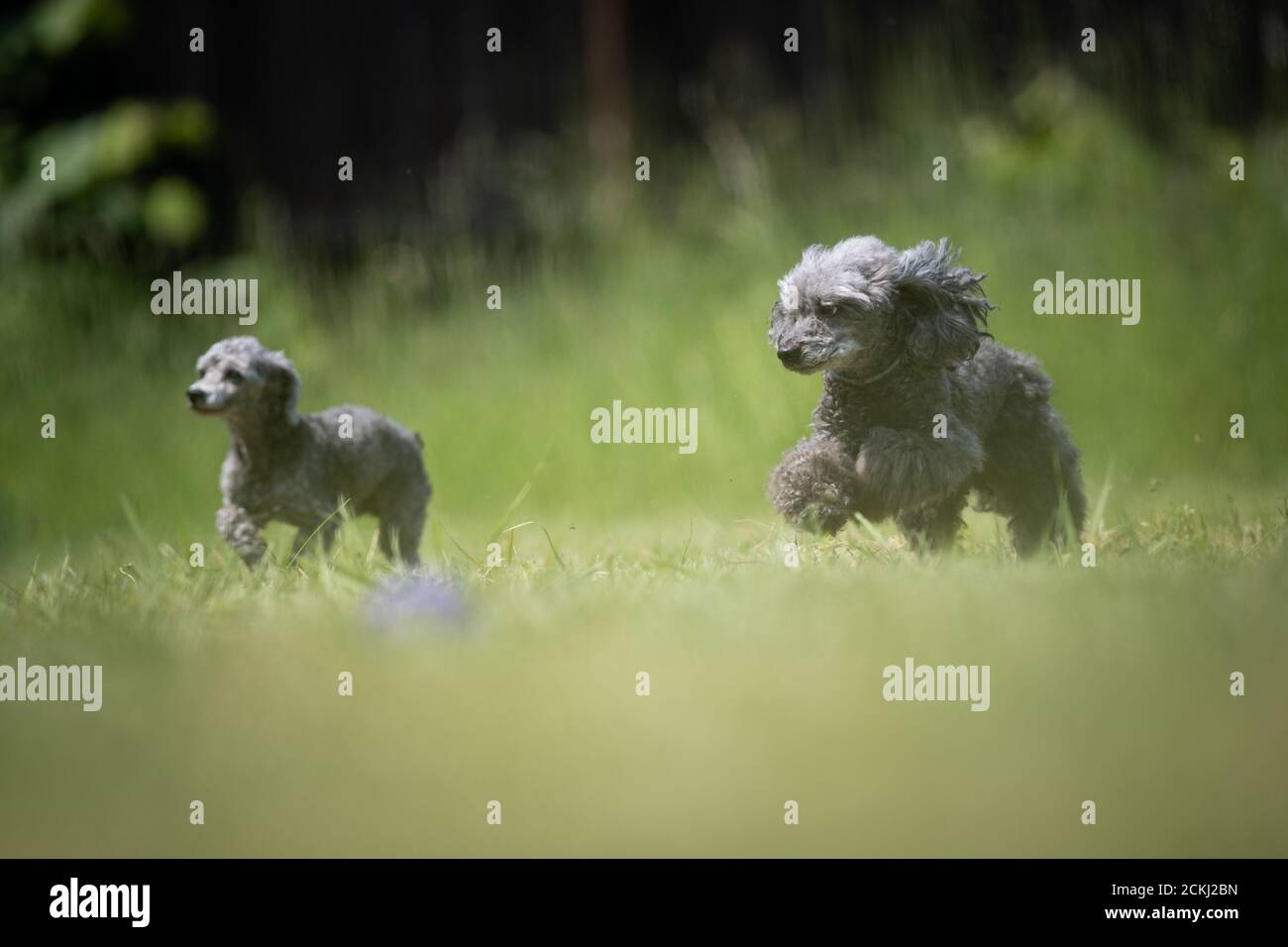 Zwei kleine graue Pudel-Rettungshunde laufen auf einem Rasen Stockfoto