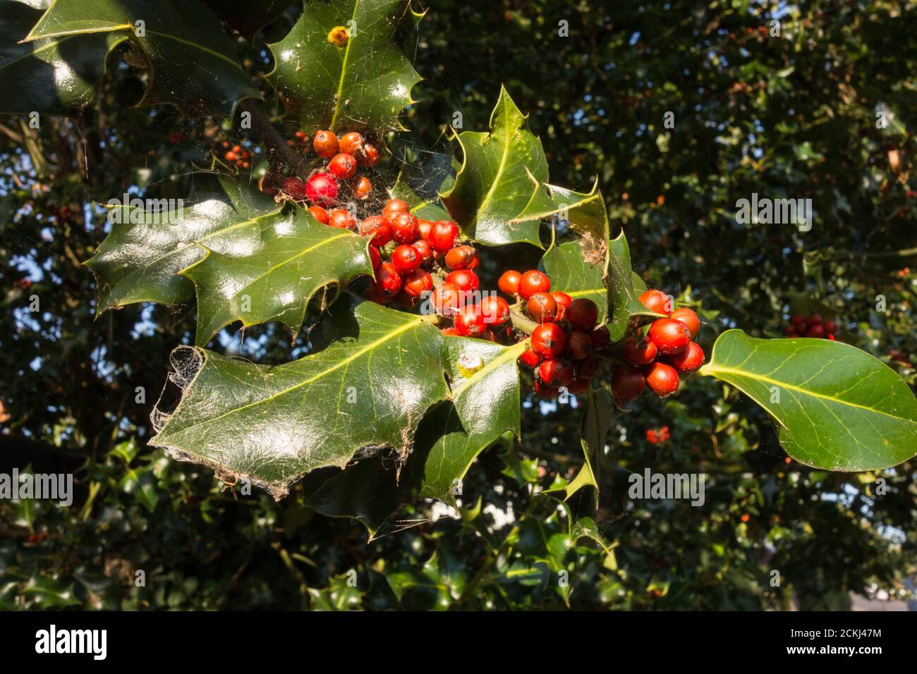 Nahaufnahme der festlichen, aber giftigen hellroten Stechpalmenbeeren (Ilex aquifolium) Stockfoto
