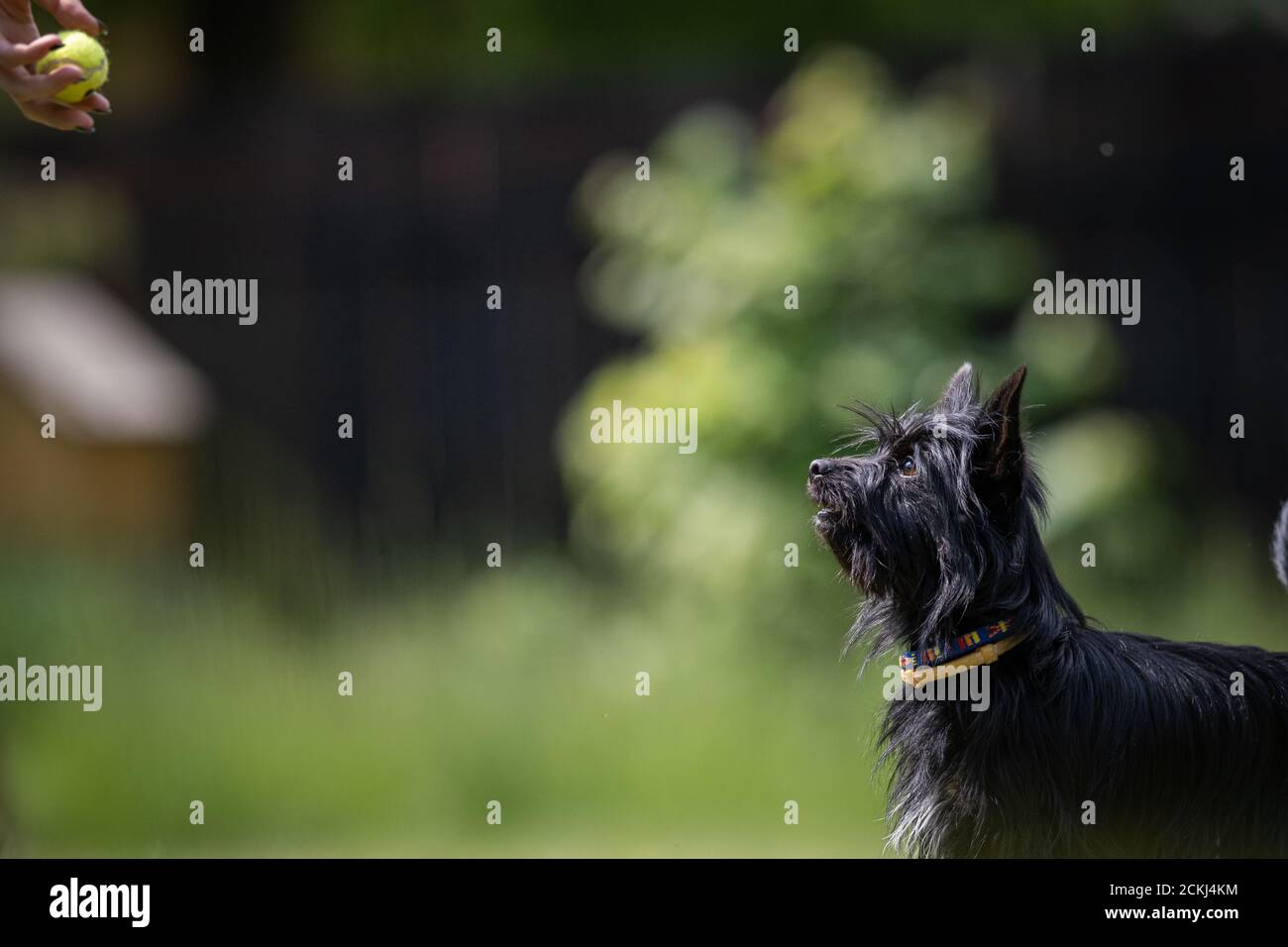 Kleiner schwarzer gekreuzter Rettungshund spielt mit einem Tennisball Auf einem Rasen Stockfoto