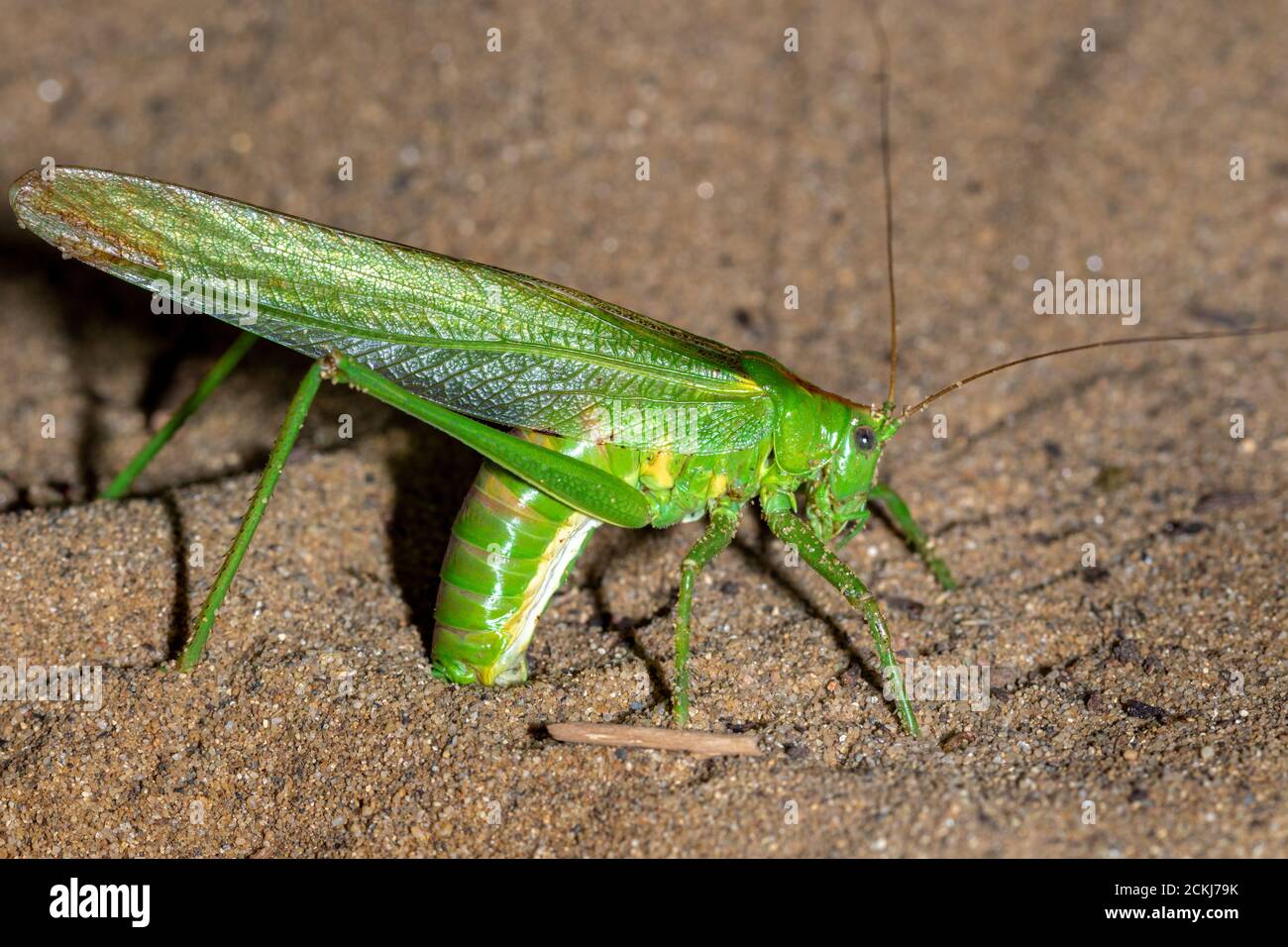 Tettigonia viridissima, die große grüne Busch-Cricket Eier in den Sand legen Stockfoto