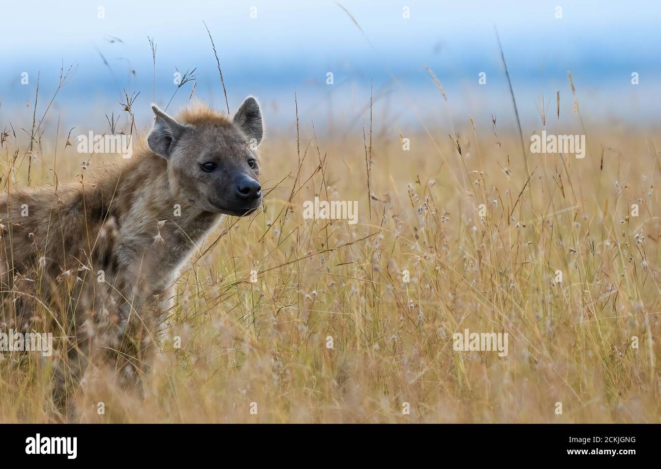 Hyänen im Seitenprofil Stockfoto