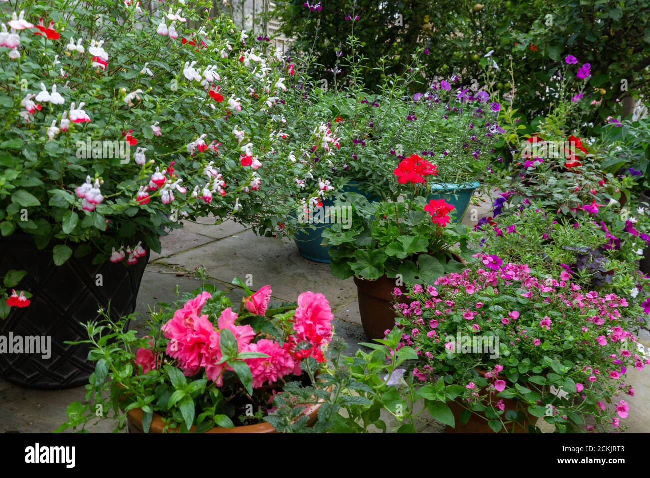 Blühende Pflanzen in Containern auf einer Terrasse in Yorkshire, England. Stockfoto