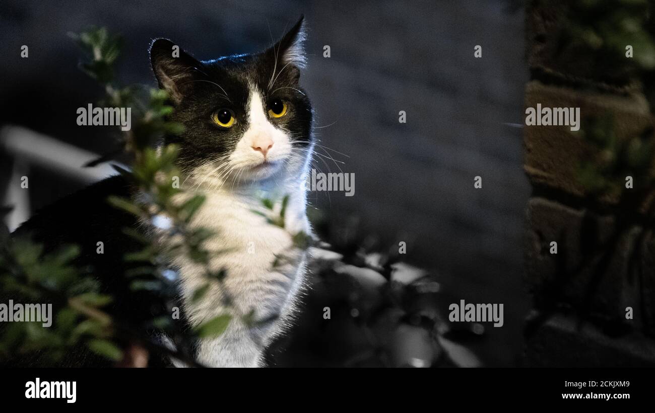 Katzenporträts (Felis catus) Stockfoto