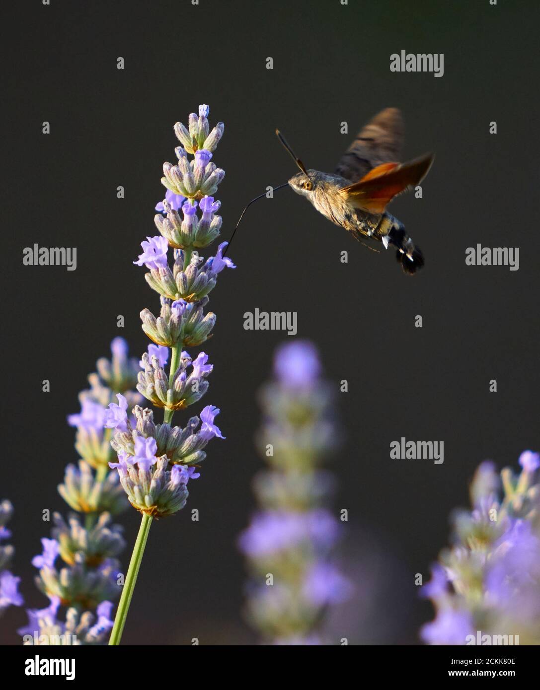 Hummingbird Hawk-Motte *(Macroglossum stellatarum) Fütterung auf Lavendelblüten. Soriano nel Cimino, Latium, Italien. Stockfoto