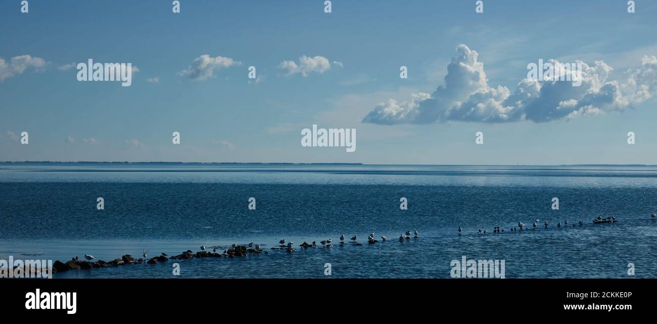Möwen warten auf einer Groyne im Watt vor Sylt, Deutschland, auf Ebbe, um Nahrung zu finden Stockfoto
