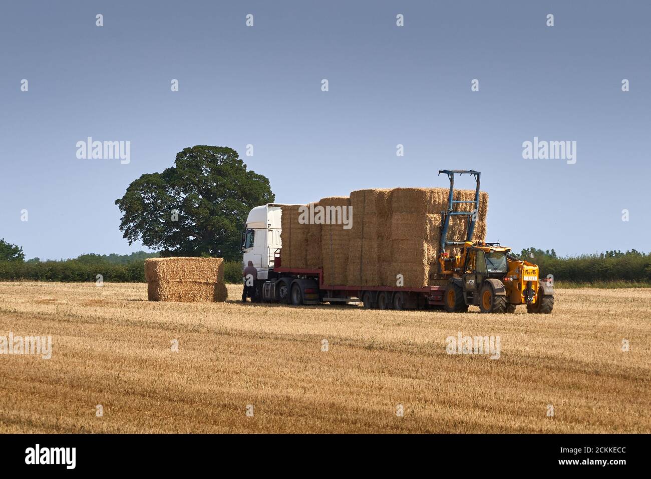 JCB Loadall Tele-Handler Gabelstapler laden große quadratische Gerste Strohballen Weiter zu einem LKW in einem Lincolnshire Feld zu sein Wird als Biokraftstoff zur Energieproduktion verwendet Stockfoto