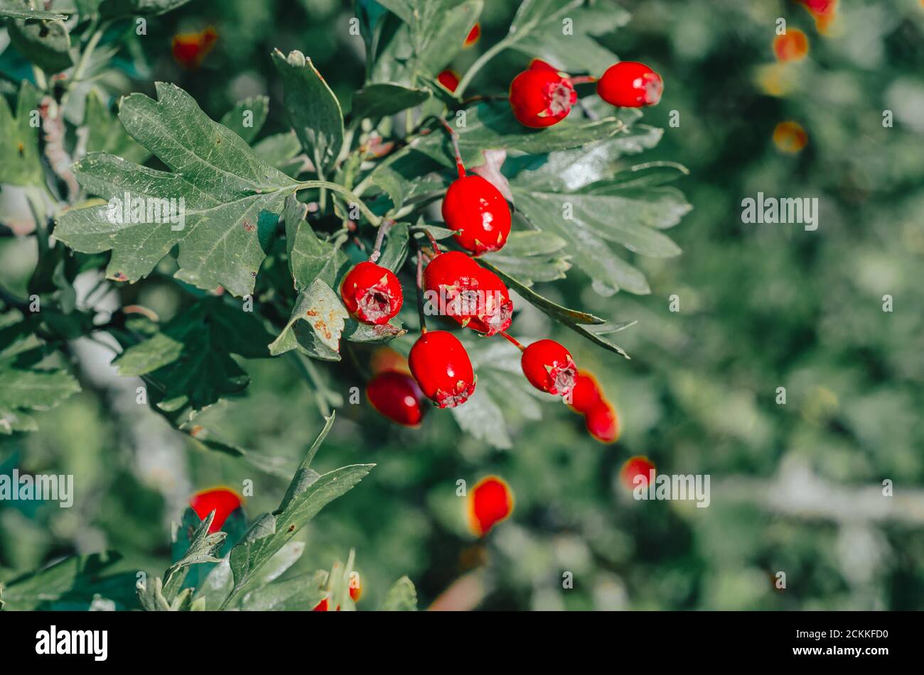 Rote reife Beeren von Weißdornzweigen mit dunkelgrünen Blättern. Herbsternte der Heilpflanzen. Kleine Blende, unscharfer Hintergrund Stockfoto