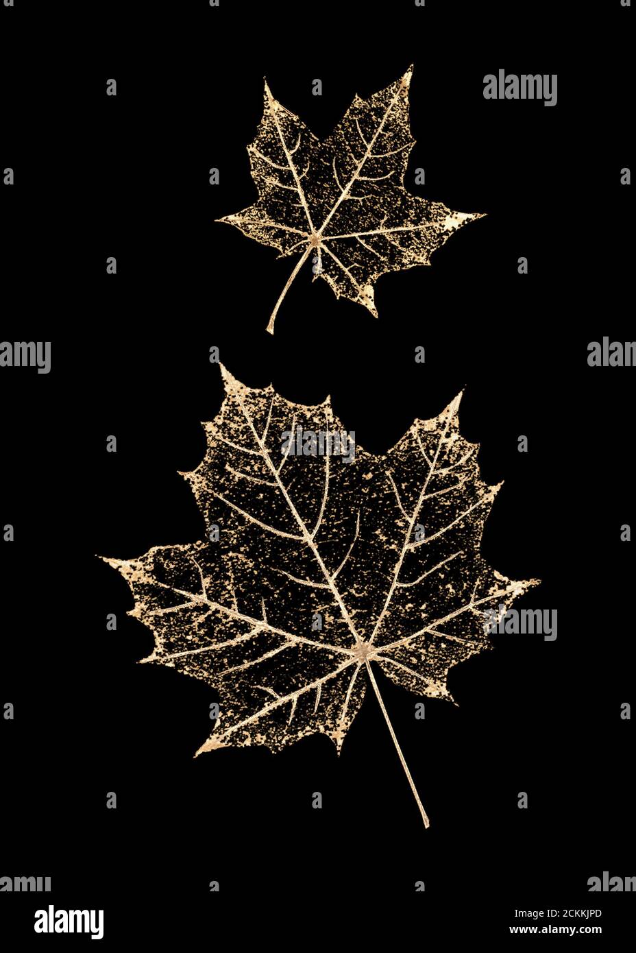 Set aus zwei transparenten goldfarbenen Skelettblättern auf schwarzem Hintergrund. Blätter aus goldenem Ahorn. Luxuriöse botanische Illustration. Stockfoto