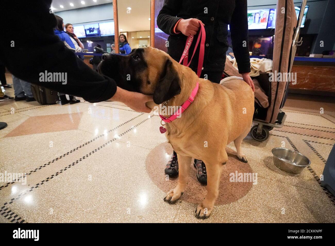 Mastiff Animal Dog English Stockfotos Und Bilder Kaufen Alamy