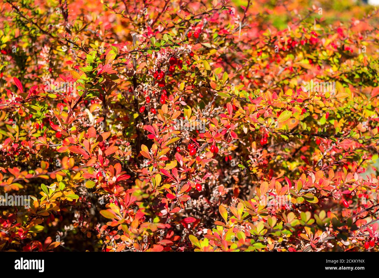 Cluster von roten Beeren eines Cotoneaster horizontalis Decne. Beleuchtet durch weiches Abendlicht, Herbsthintergrund Stockfoto