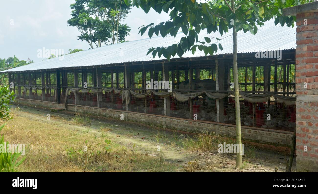 Eine Geflügelfarm mit Zinn in einem Dorf von Westbengalen, Indien, selektive Fokussierung Stockfoto