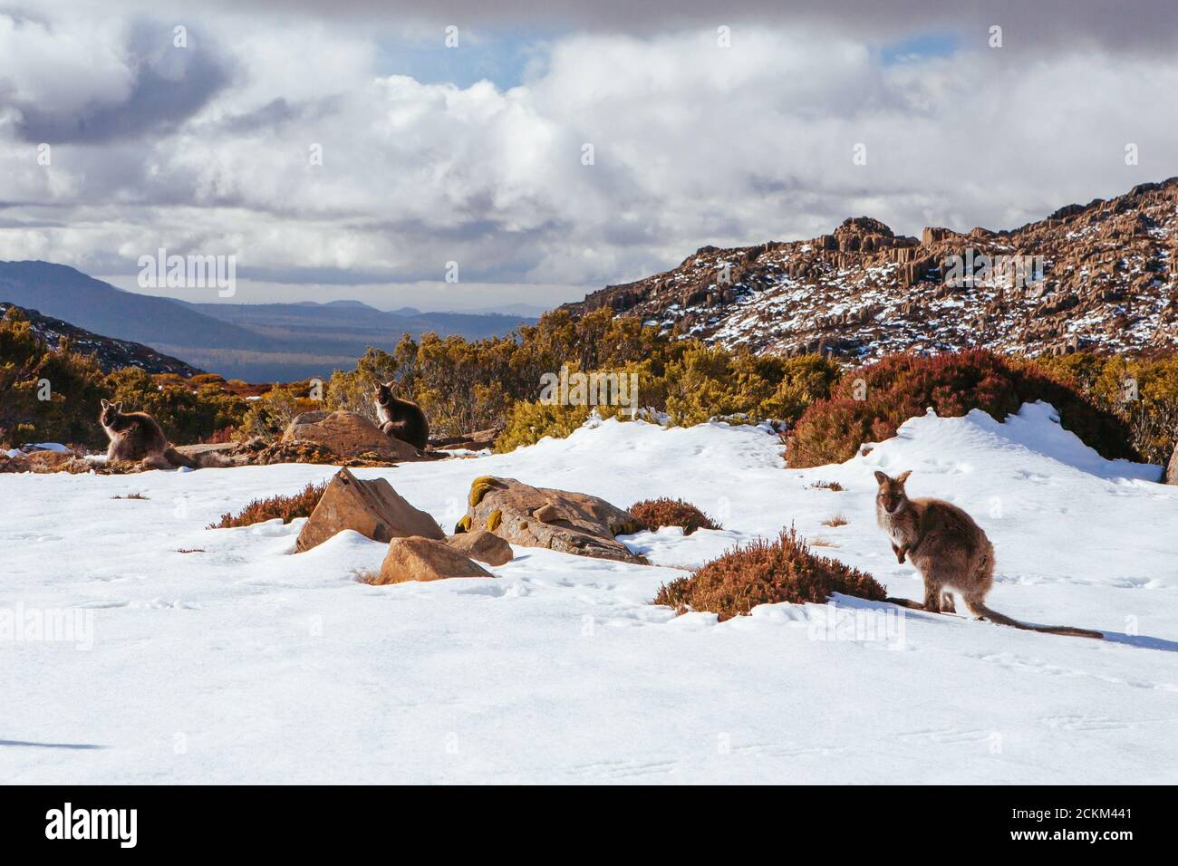 Ben Lomond Ski Resort Tasmanien Australien Stockfoto
