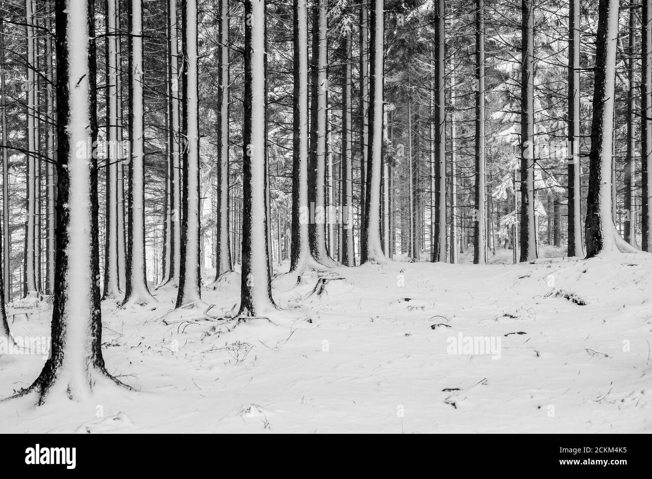 Wald umgeben von Bäumen, die tagsüber im Schnee liegen Stockfoto