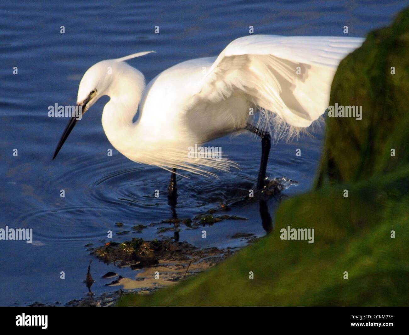 EIN BISSCHEN REIHER Stockfoto