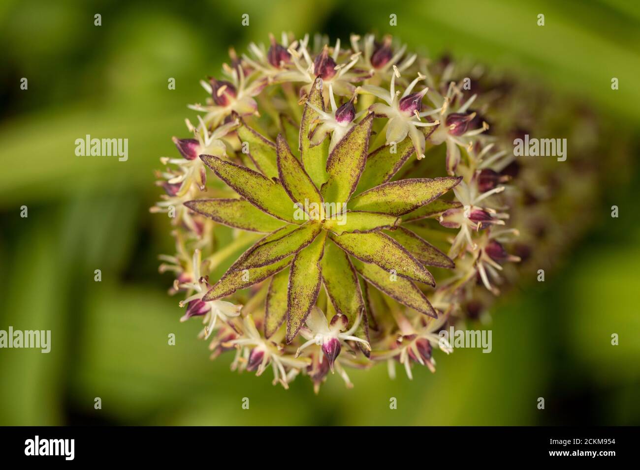 Eucomis comosa Cornwood, Nahaufnahme Naturpflanzenportrait mit Struktur Stockfoto