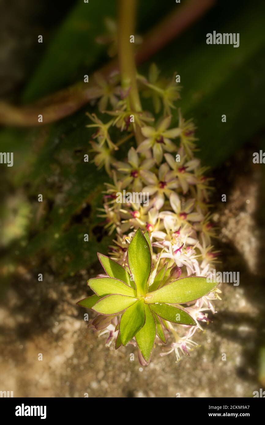 Eucomis comosa 'Can-Can', exotisches Blumenportrait Stockfoto