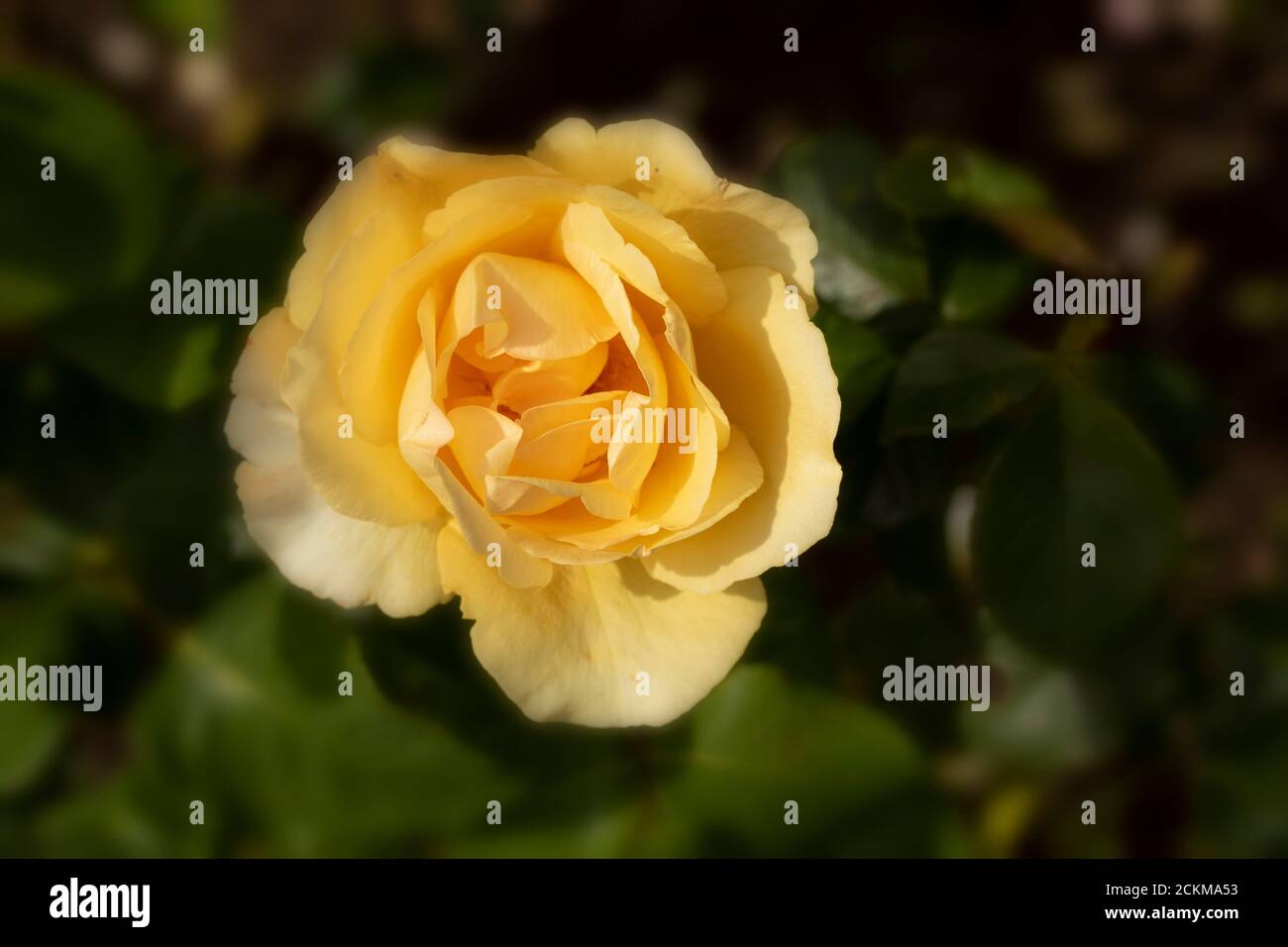 Rosa Poesie in Bewegung Stockfoto