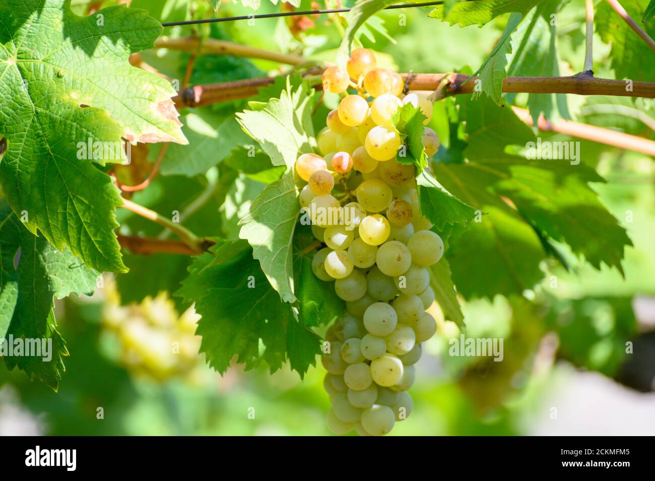 Reife weiße Trauben wachsen auf Weinbergen in Kampanien, Süditalien für die Herstellung von Weißwein aus nächster Nähe verwendet Stockfoto