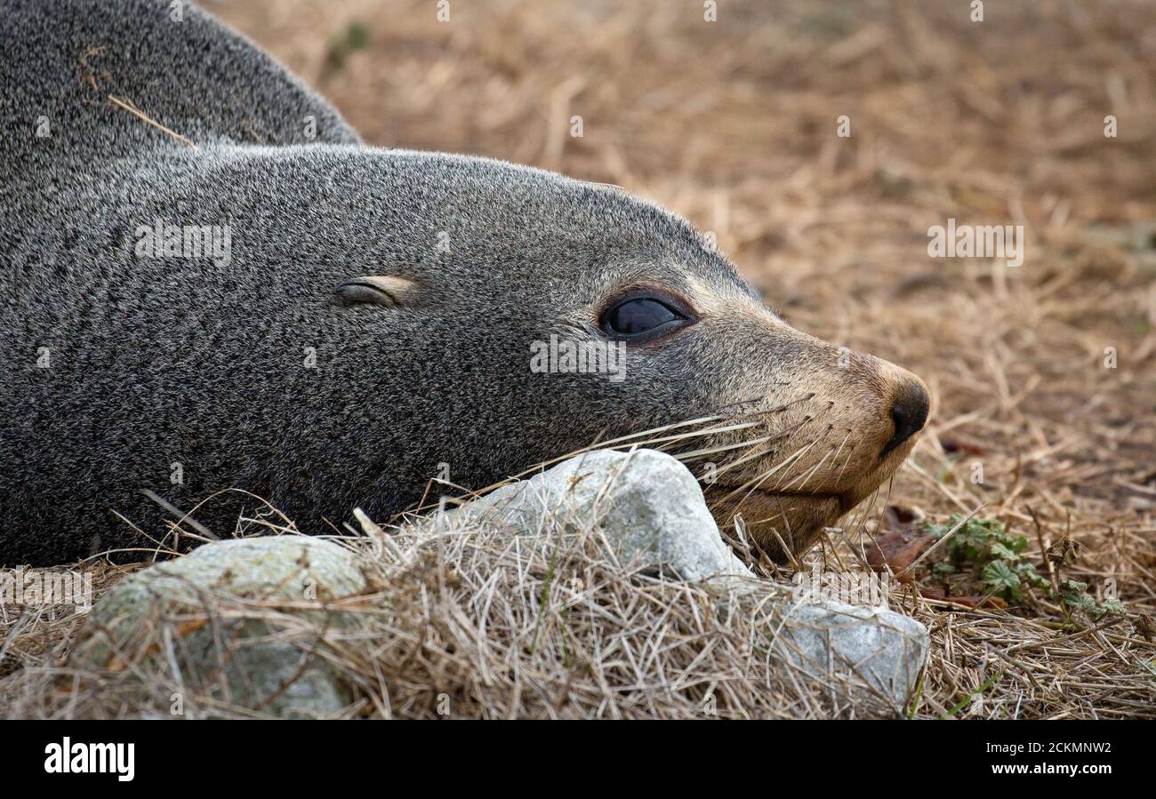 Kapfellrobbe erwacht aus einem Nebel auf der Kaikoura Halbinsel in Südinsel Neuseeland Stockfoto