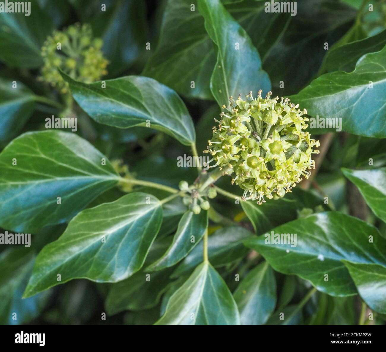 efeu hibernica Großblättriger Efeu (Hedera hibernica) bodendecker main image 1