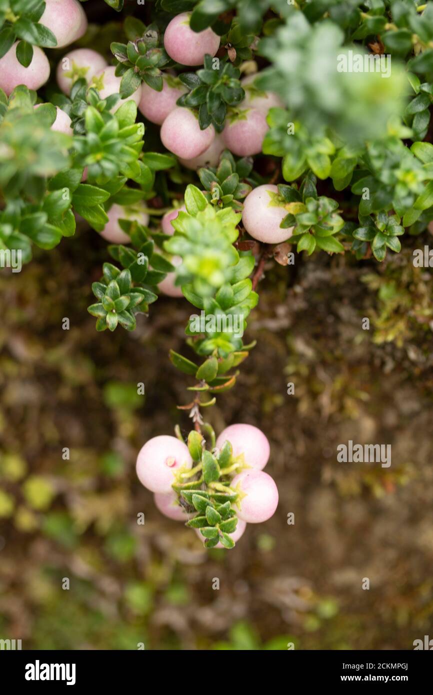 Gaultheria 'Perlen' mit reichlich Beeren Stockfoto